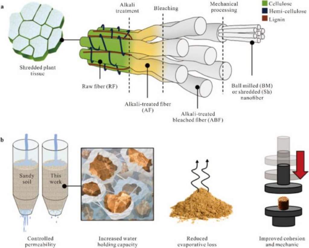 De residuo a insumo clave: convierten cáscaras de piña en nanofibras que mejoran suelos del desierto