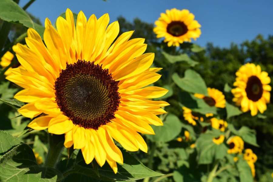 Avance de Siembra en Argentina: soja, maíz y girasol a buen ritmo