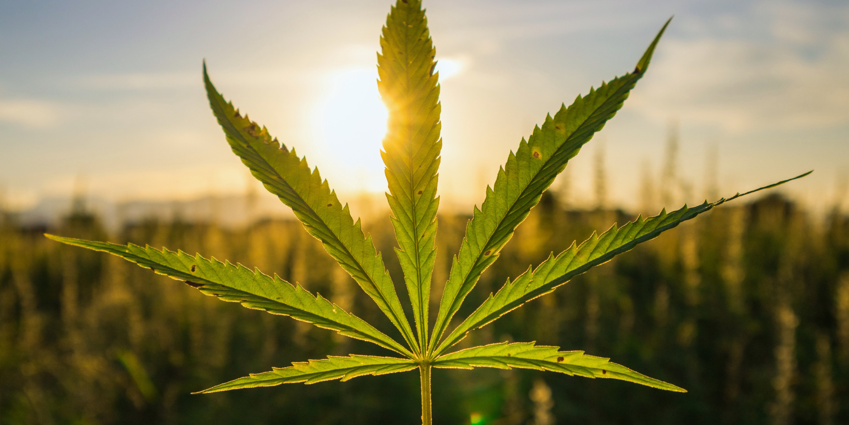 Argentina y Polonia consolidan una alianza estratégica para impulsar el desarrollo del cáñamo industrial