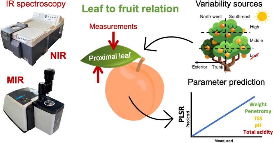 Un m&eacute;todo espa&ntilde;ol permite determinar la madurez de la fruta sin tocarla y promete cambiar la cosecha