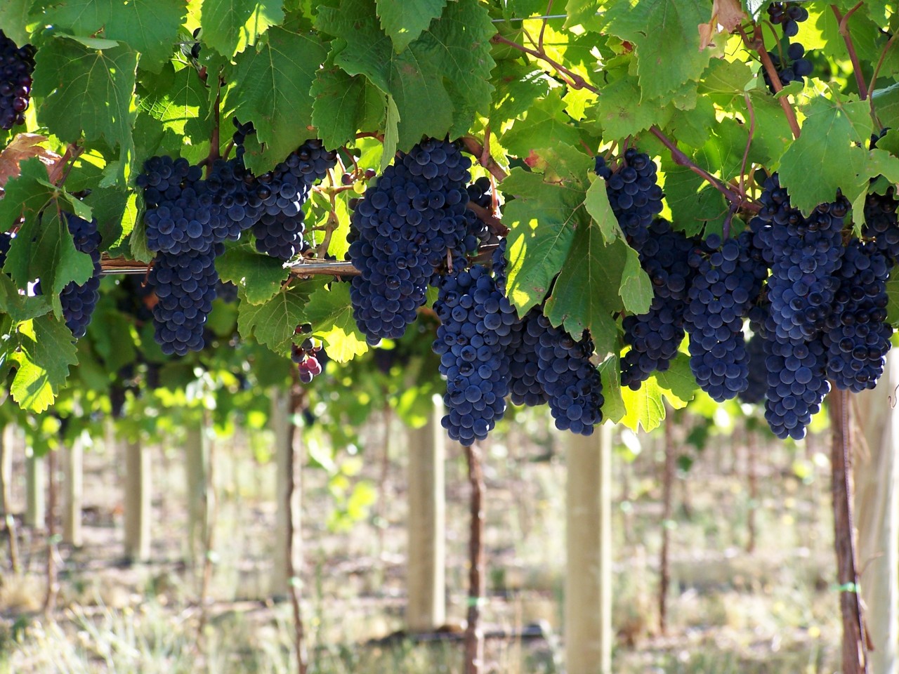 Neuquén participa de las Jornadas Nacionales de Turismo del Vino en San Juan