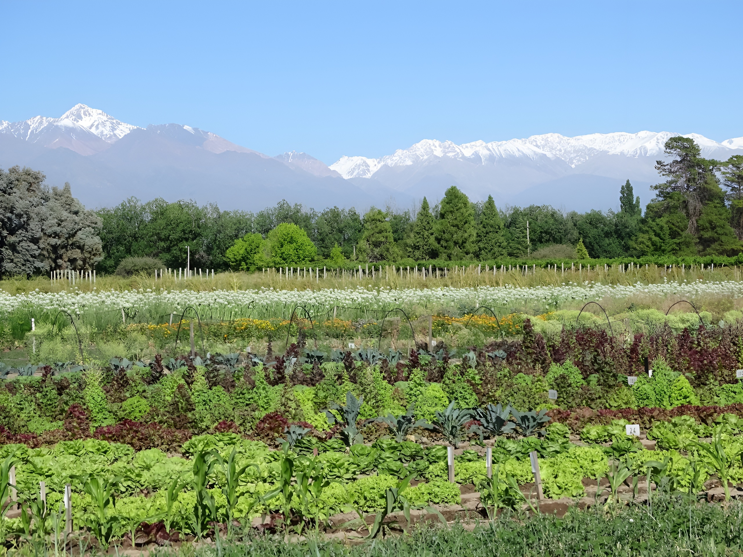 Horticultura en Luj&aacute;n de Cuyo: se realiz&oacute; el 43&deg; congreso