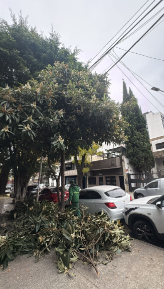 &iquest;C&oacute;mo se gestiona el arbolado p&uacute;blico en la Ciudad de Buenos Aires?