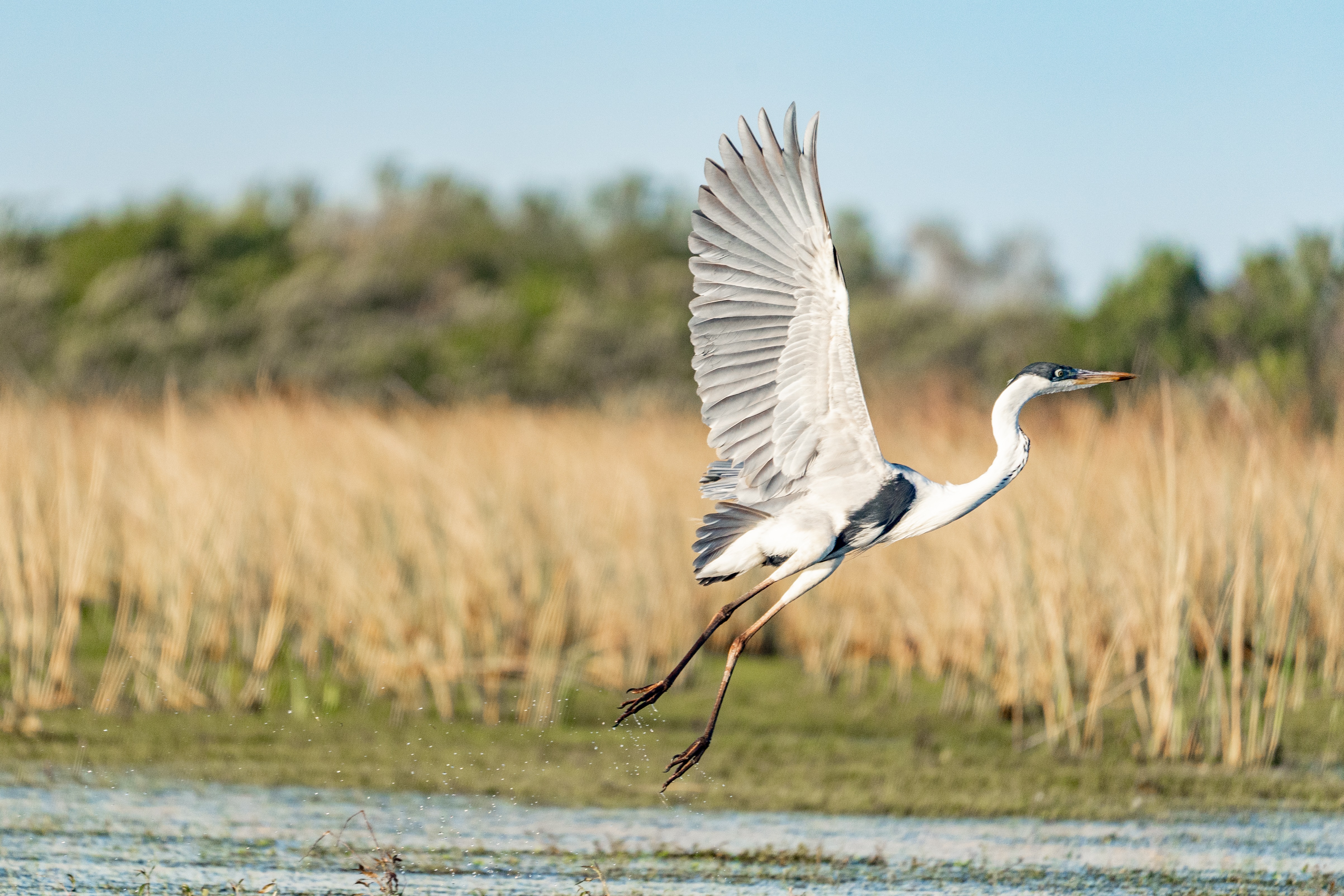 Corrientes, a la vanguardia en la creación de áreas protegidas, suma 40 mil hectáreas para la ampliación del Parque Provincial Iberá