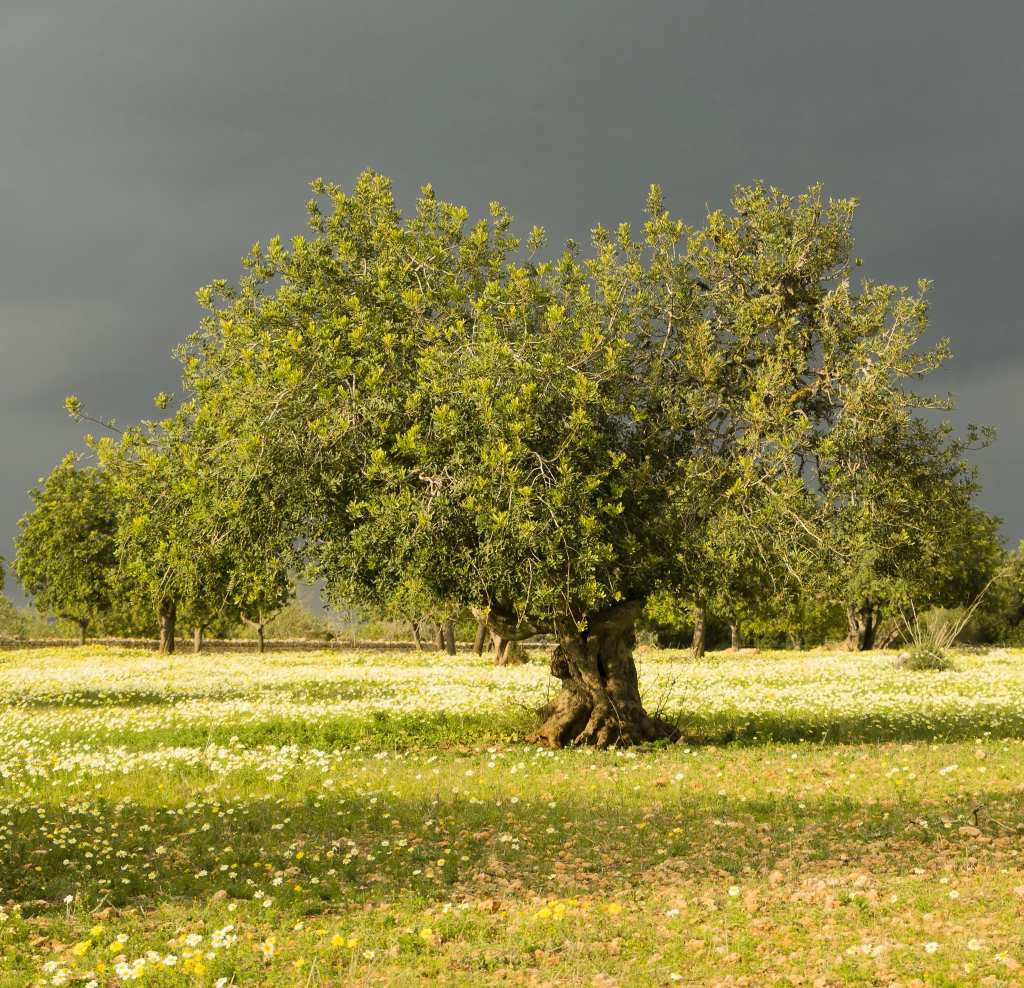 Descubren que un &aacute;rbol tropical poco aprovechado puede ser clave como alimento y medicina natural