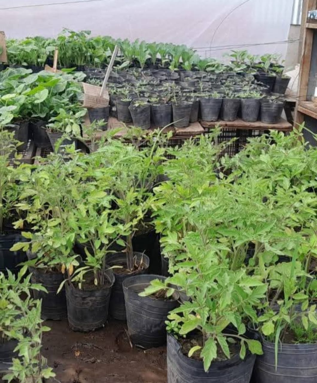 Un círculo virtuoso: el Taller Protegido realizó su primera venta de plantines