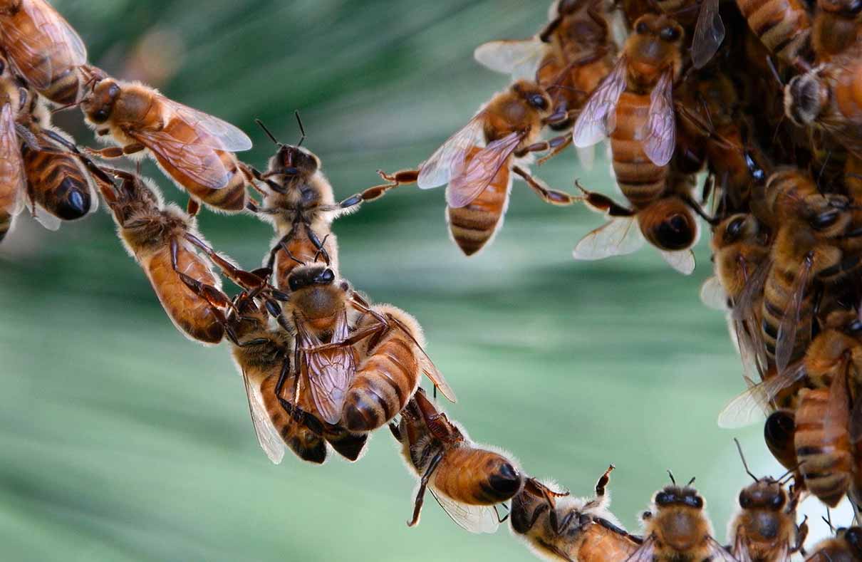 S&aacute;hara: la t&eacute;cnica simple que logra frenar el avance del desierto