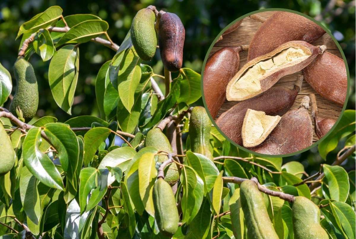 Descubren que un &aacute;rbol tropical poco aprovechado puede ser clave como alimento y medicina natural