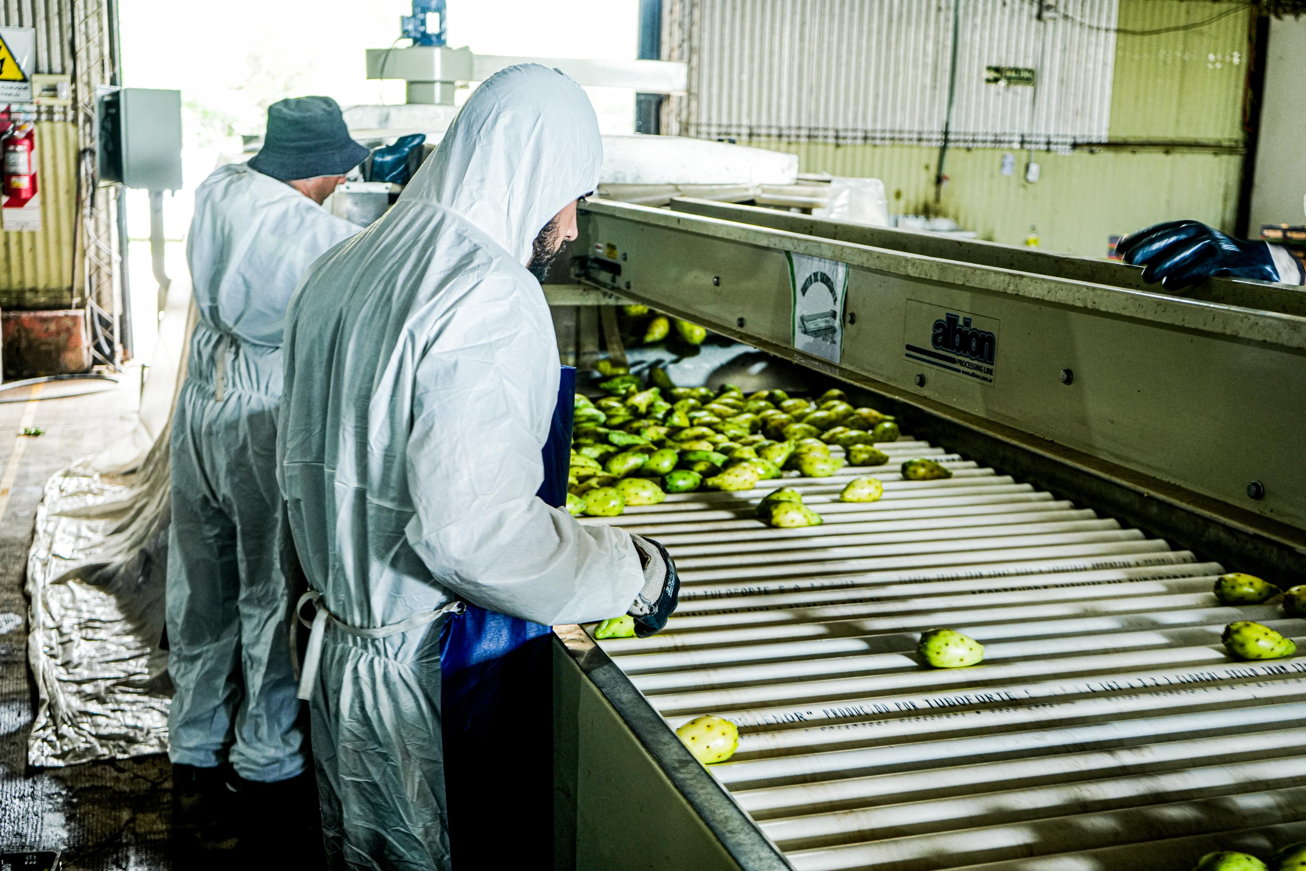 Catamarca convierte un ensayo productivo en un negocio exportador con destino Europeo