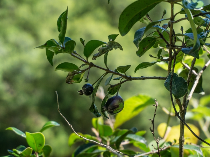 La creación de la Reserva Natural Huillapima impulsa el desarrollo económico y turístico en Catamarca