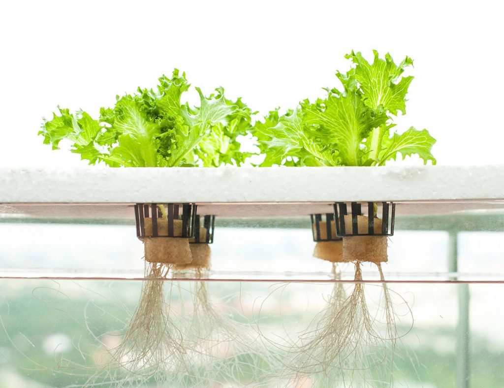 Cultiva de forma orgánica en casa: guía completa para iniciar tu propio huerto hidropónico